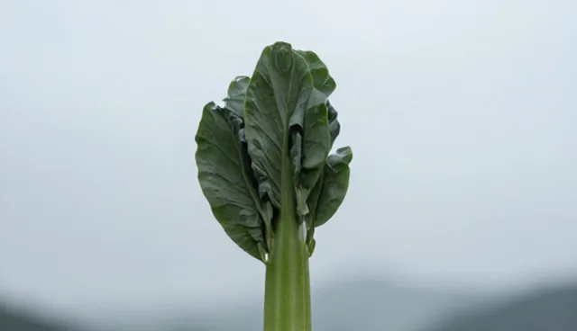 企业种苗供应场景中的使用维护难题分析